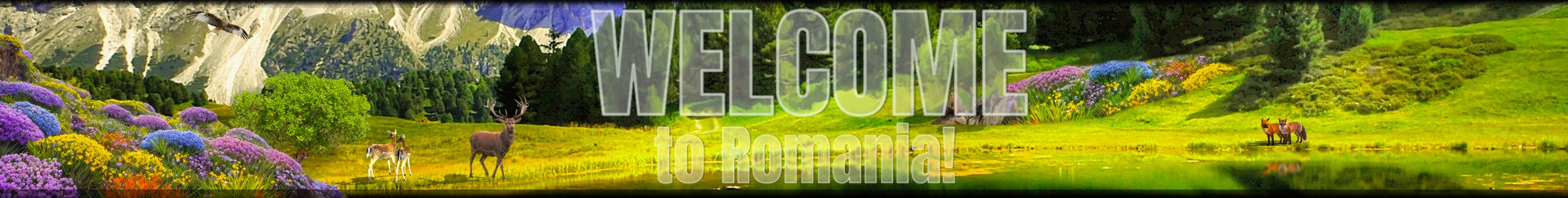 Stags in the wild nature of Romania - The main page banner of Beautiful-Romania.com Stags in the wild nature of Romania - The main page banner of Beautiful-Romania.com